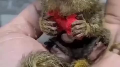 Marmoset/Finger monkeys