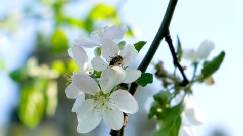 Bee landing on a white flower