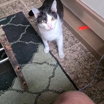 who is this meowing there if i catch this cat