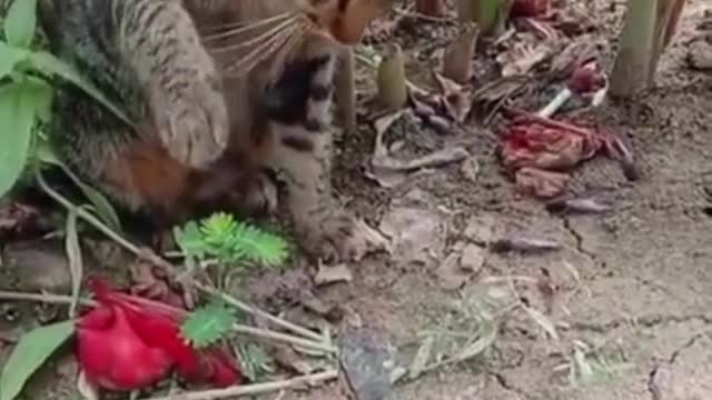 Cat tick off a lizard