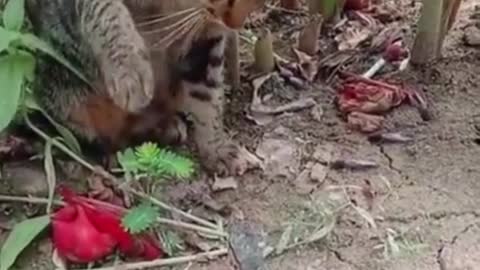 Cat tick off a lizard