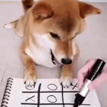 Cute Doggie plays Tic Tac Toe!