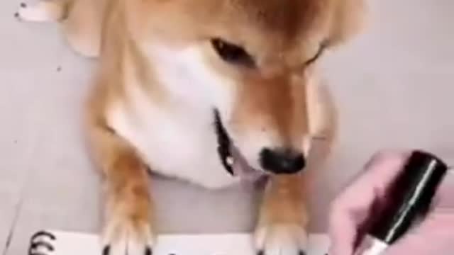 Cute Doggie plays Tic Tac Toe!