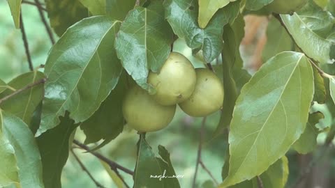 Do you know what type of fruit is this....?🧷