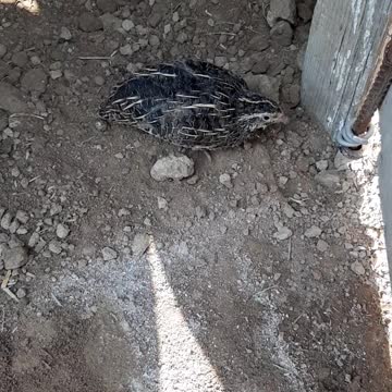 Quail birds are afraid of me when I open the cage door