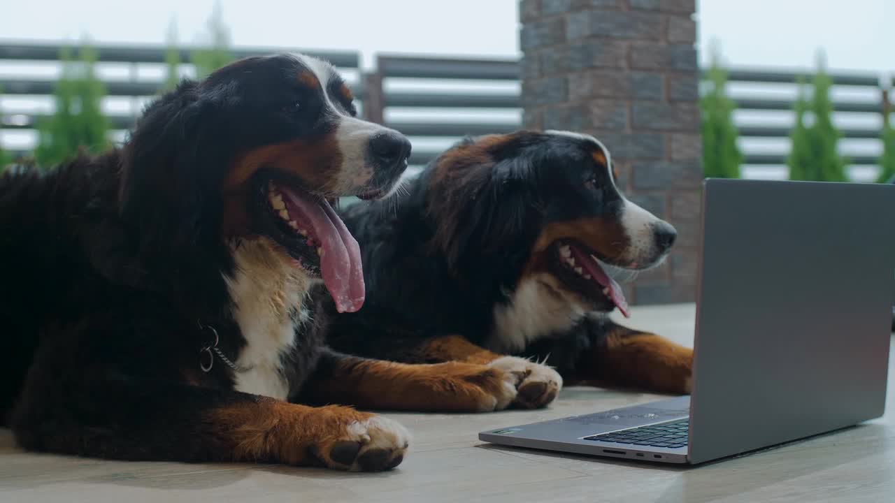 Dogs Lying on the Floor
