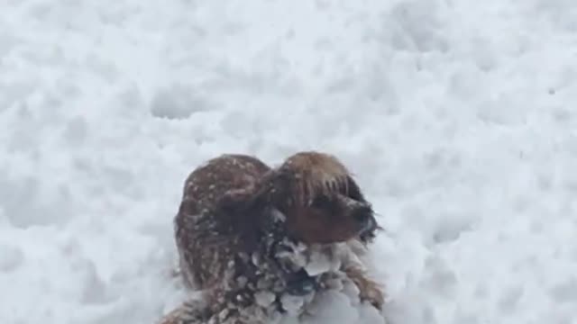 Cocker Spaniel Snow Ball