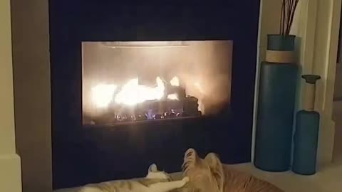 White grey cat lays by fireplace next to tan dog