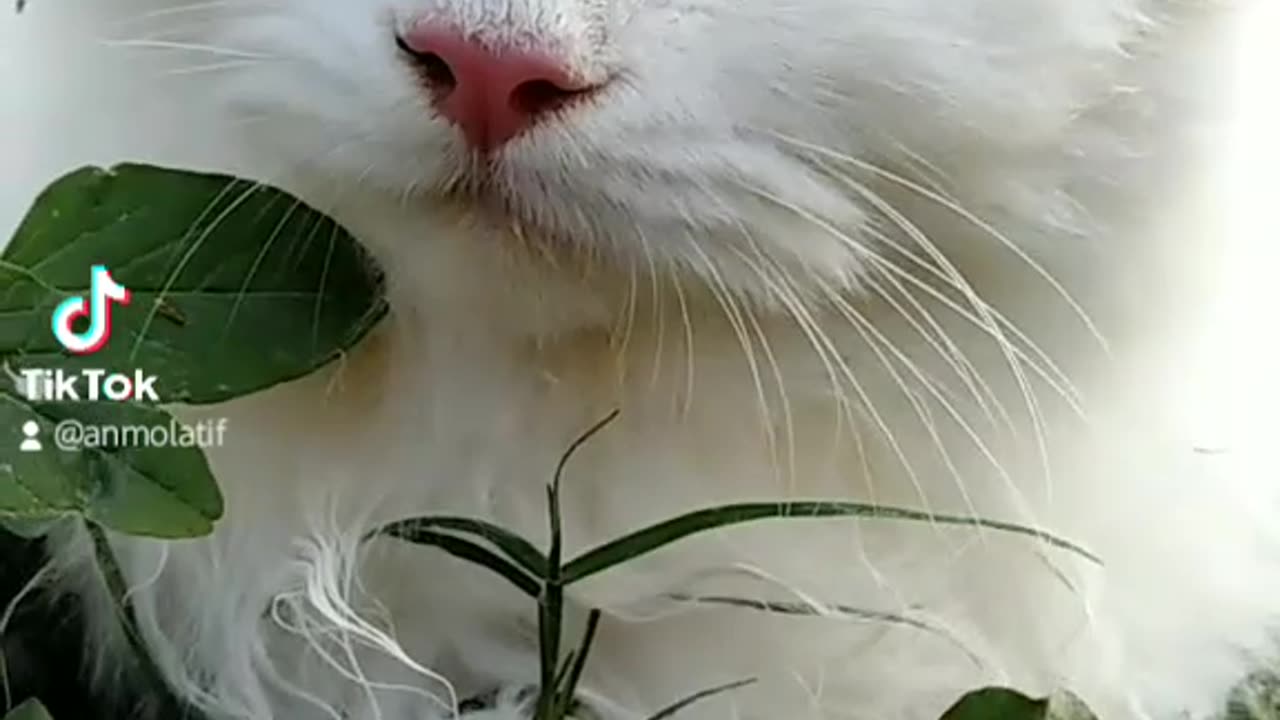 Beauty of Cats