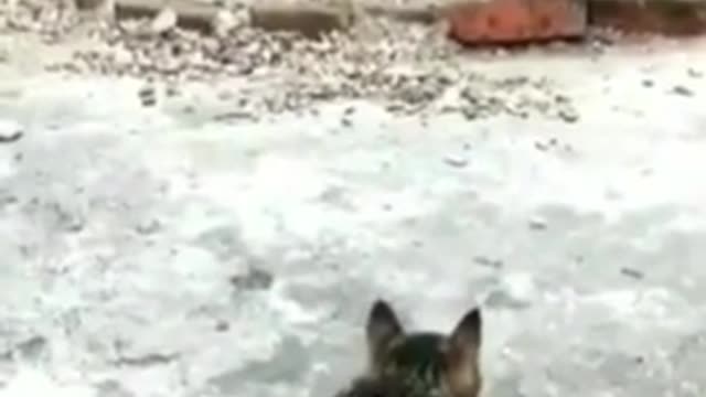 This cute cat pranks chickens, and see the consequences