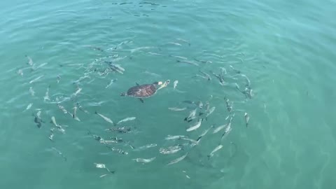 Turtle eating shrimp in ocean waters with circle of fish swimming around