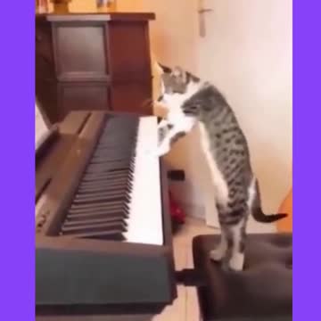 CAT PLAYING PIANO