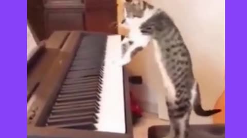 CAT PLAYING PIANO