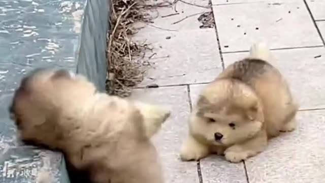 The little dog slides in the car, cute and lovable