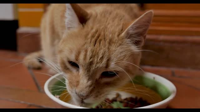 Adorable orange ginger cat eating soft and hard cat food out of a bowl - close up