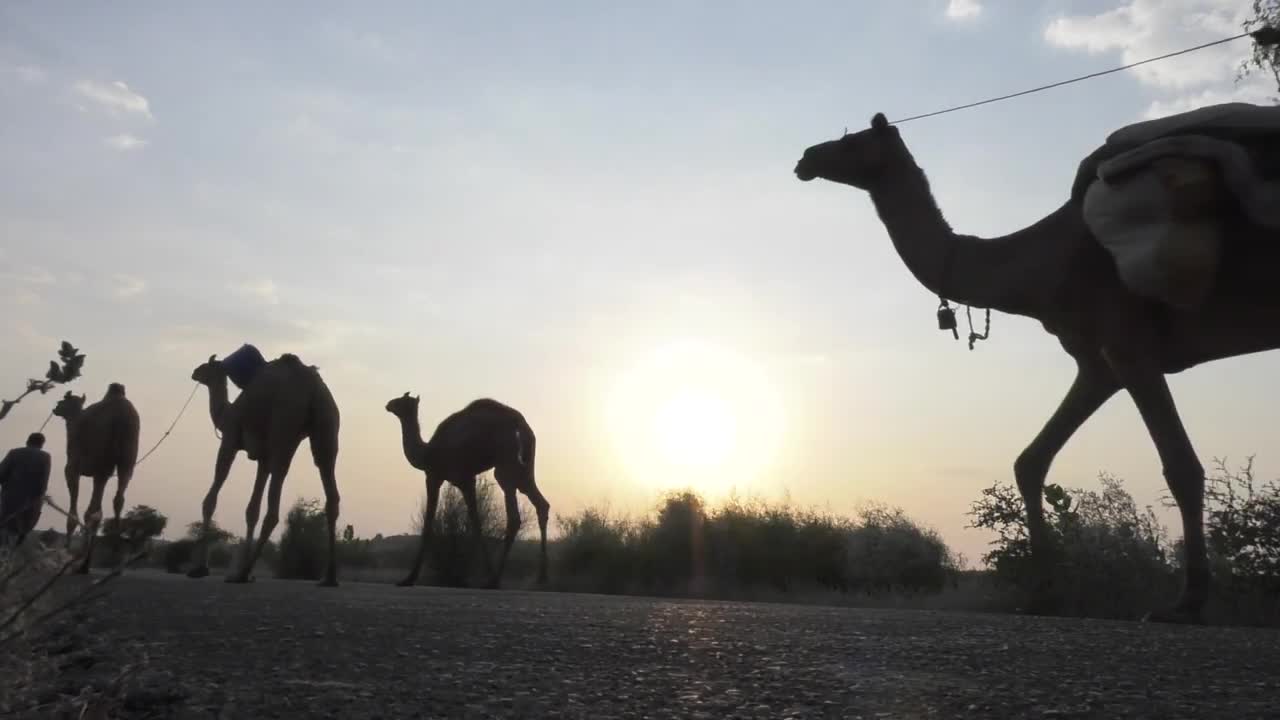 Camel in desert pure village culture