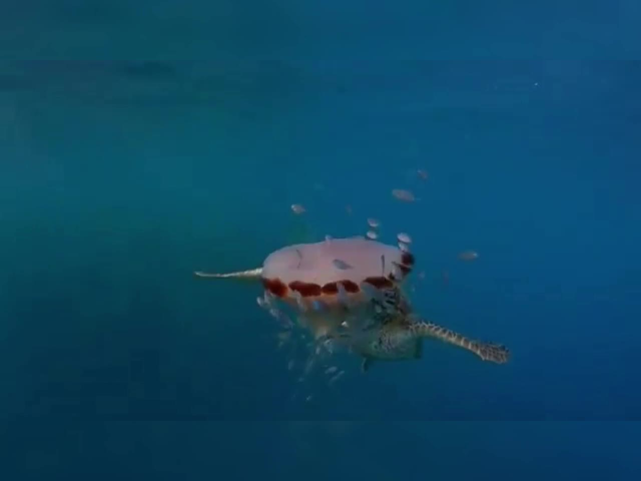 Take you to see the sea turtles in the underwater world