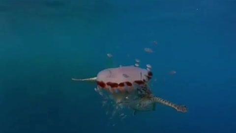 Take you to see the sea turtles in the underwater world