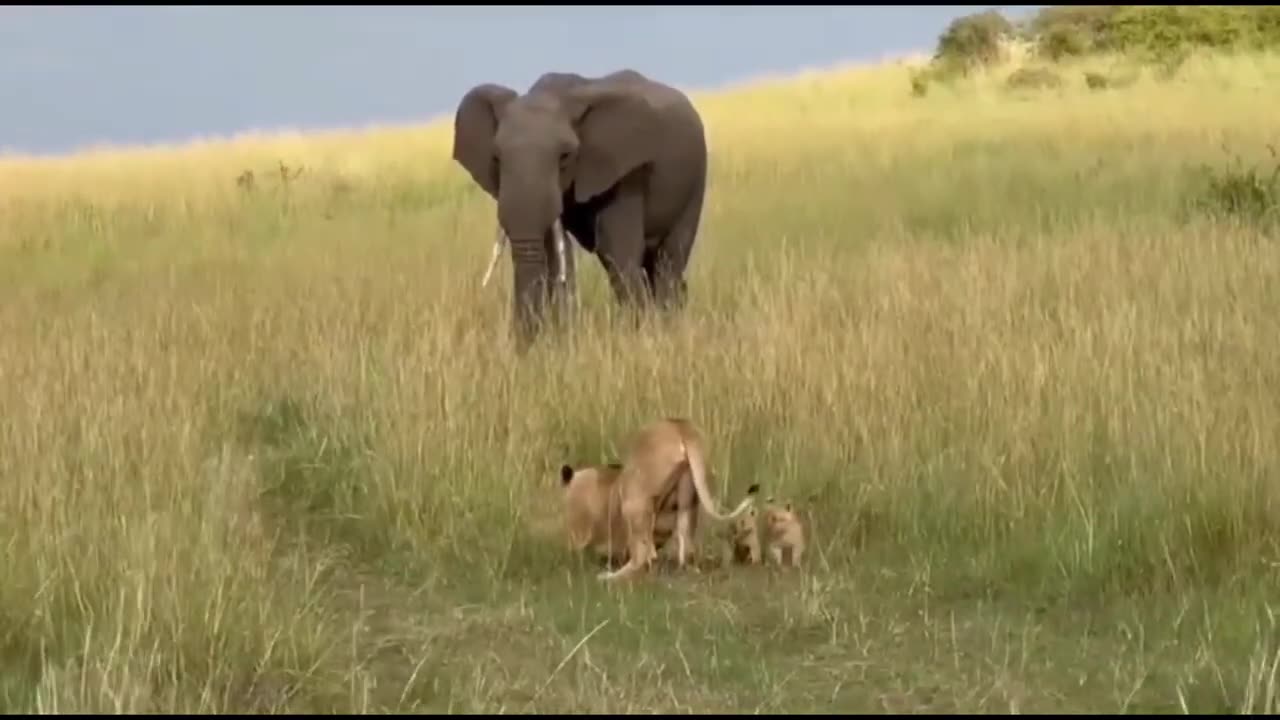 Dominant elephant scares off lioness mom and her little cubs