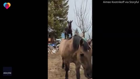 Goat hitches a ride on horse