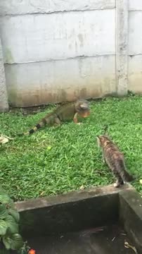 Cat vs Iguana Costa Rica