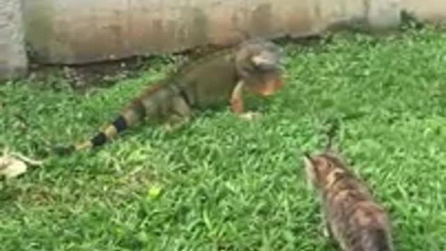 Cat vs Iguana Costa Rica
