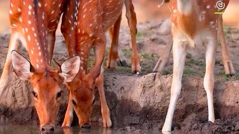Cute Deer Drinking Water