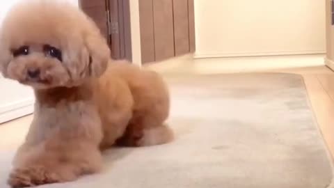 doglover#poodlenation#poodle