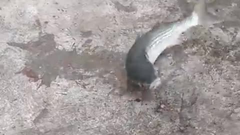 Wonderful Fishing Video
