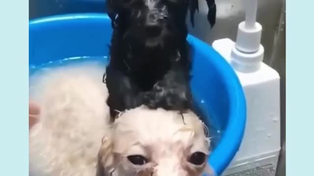 Dogs bath