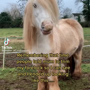Talking pony