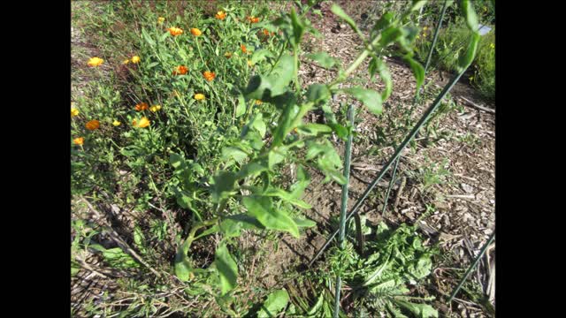 Enjoying the Day Goji Berry September 2021