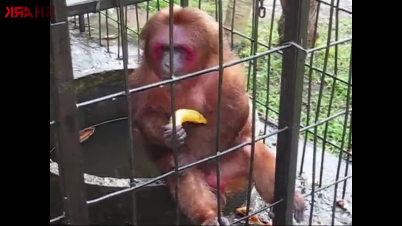 Fastest eating Orangutan