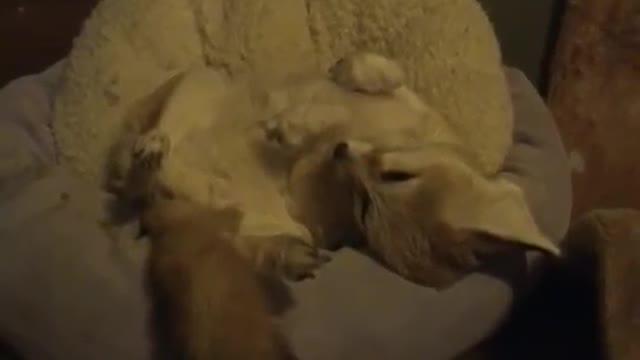 Quiggly the adorable fennec fox trying to get some shuteye