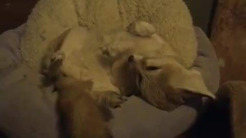 Quiggly the adorable fennec fox trying to get some shuteye