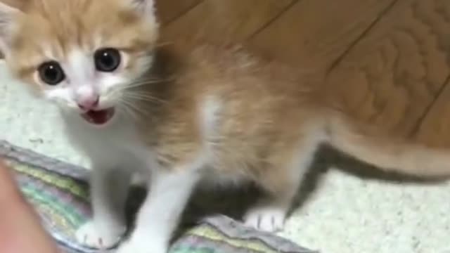 Angry Cat 😾 Cute Cat Videos