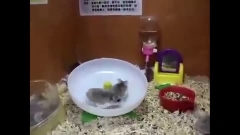 MEME WITH HAMSTERS