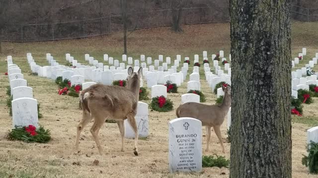 Deer at Jefferson Barracks National Cemetery at Christmas