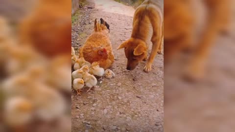 Dogs & Chicken playing moment