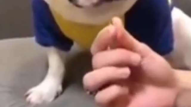 So funny videos,dog,and cat
