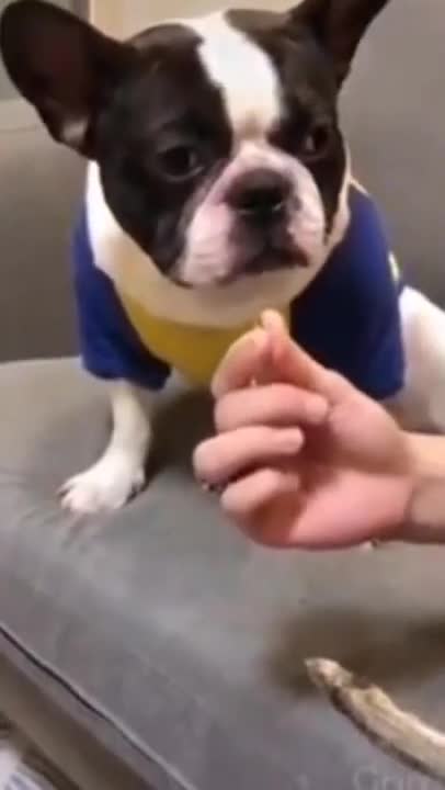 So funny videos,dog,and cat