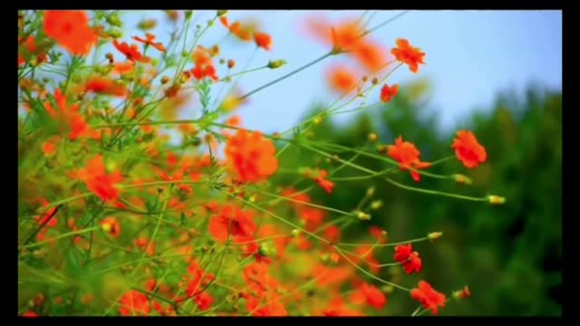 Rain Relaxing Sound | Nature video | beautiful creativity | mind relaxing song | yoga sounds