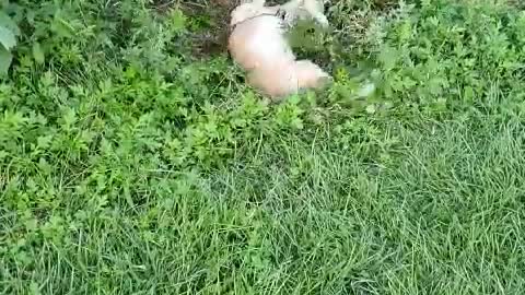 Lovely puppy who loves the forest