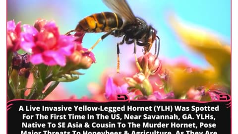 Deadly Hornet Alert: The Battle For America's Bees