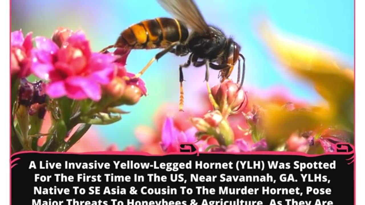 Deadly Hornet Alert: The Battle For America's Bees