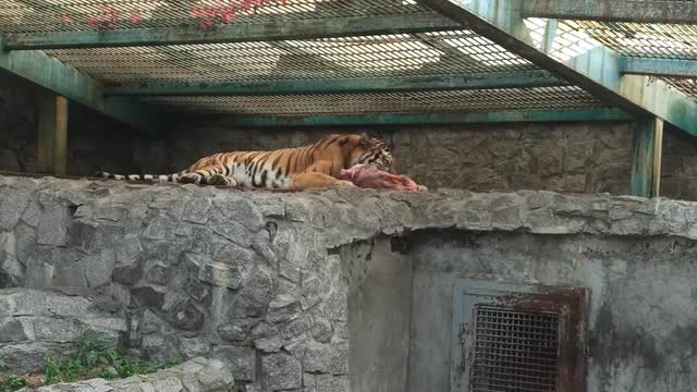 tiger eatig