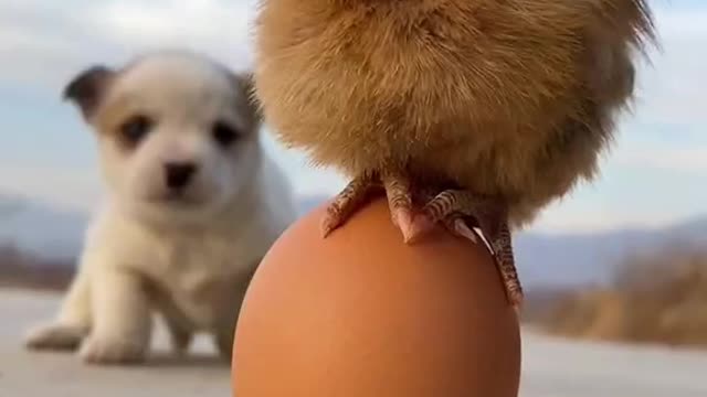 Friendship of cute puppy and chick's