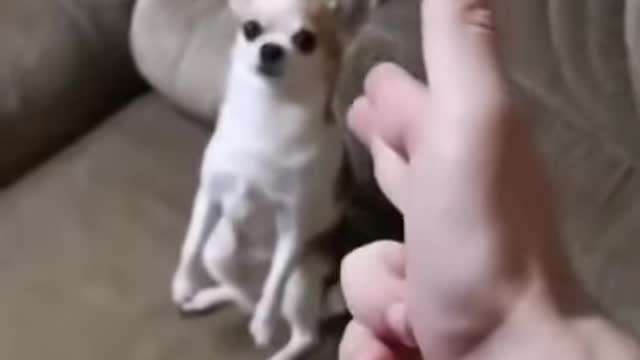 Top Funny Cute Dog Videos Compilation