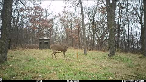 Doe parade early morning