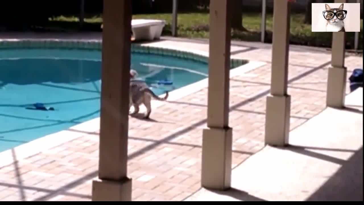 Cats fighting with water